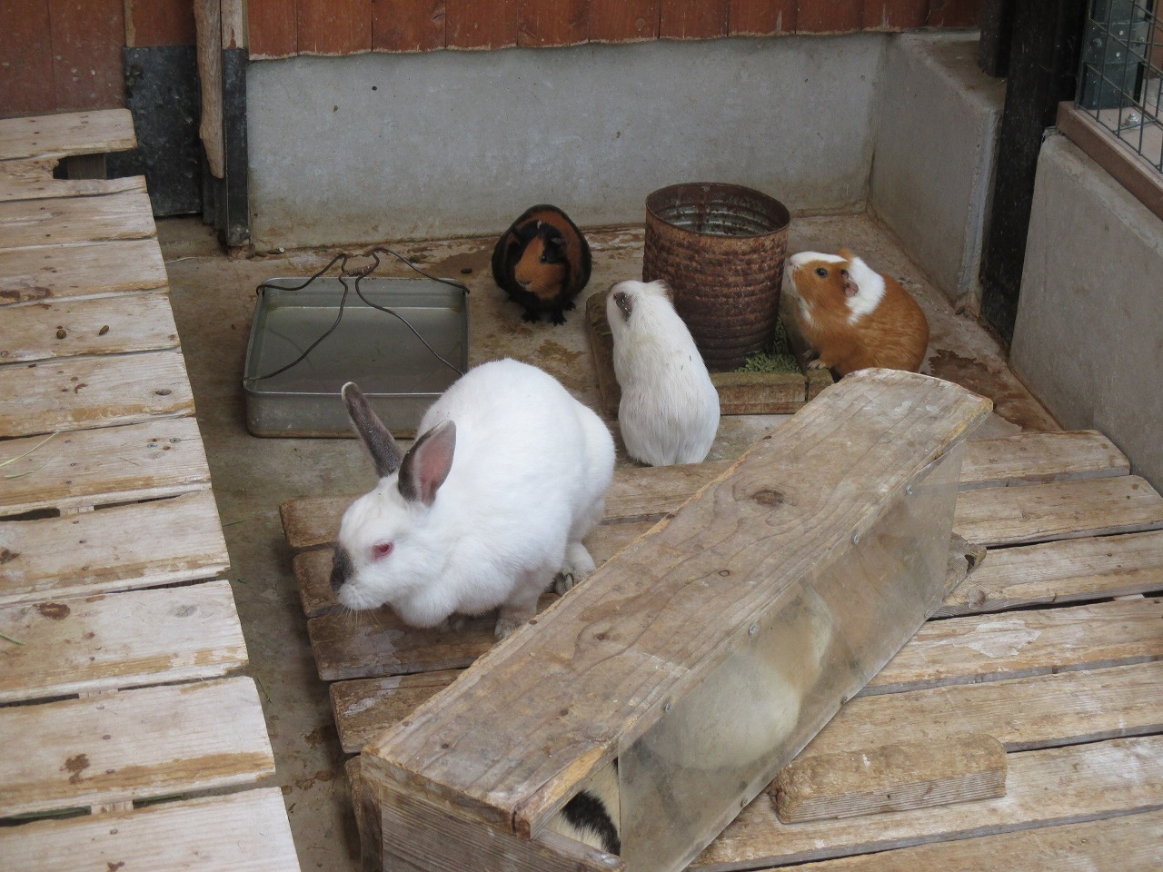 松本市アルプス公園 スタッフブログ モルモットとウサギ