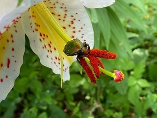 IMG_2186.jpg