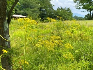 IMG_2187.jpg