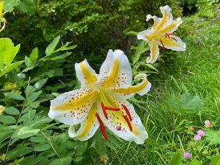 IMG_2192.jpg